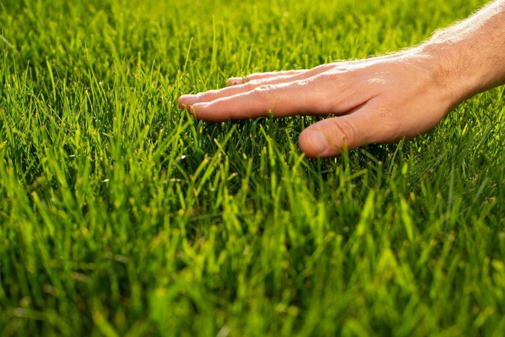 Thử Thách Và Cơ Hội: Chơi Golf Trên Cỏ Zoysia Và Paspalum