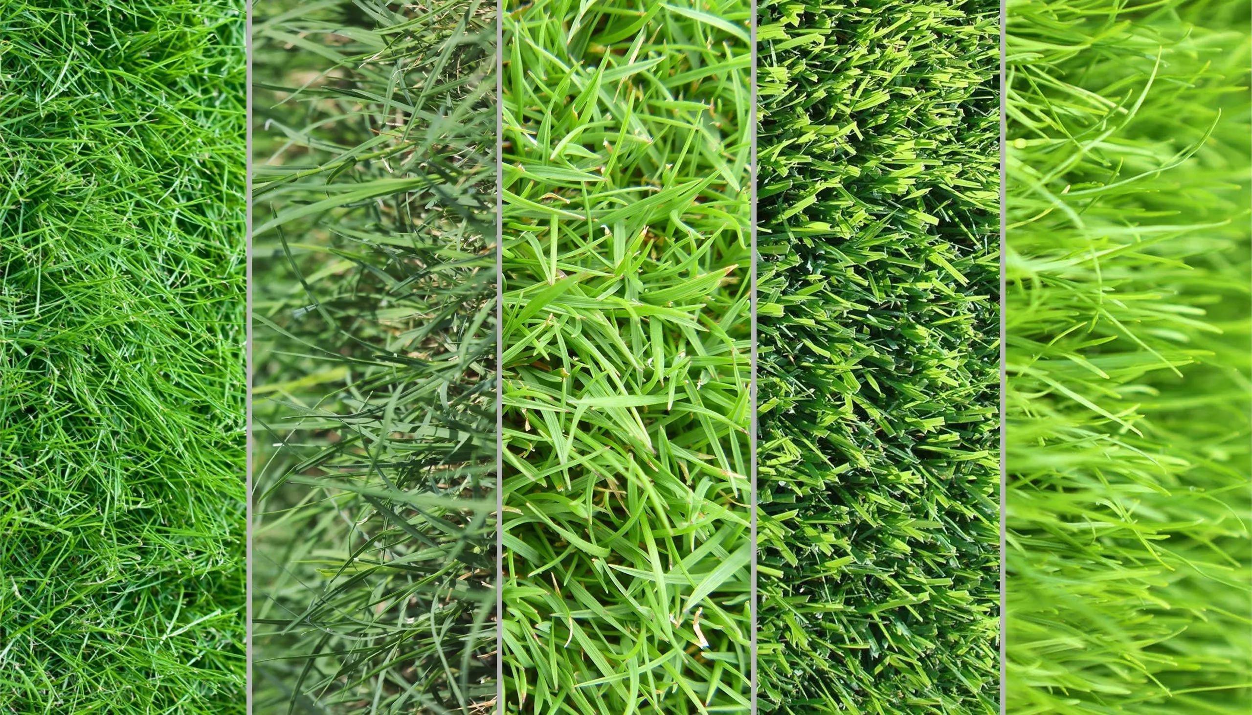 Hiểu sự khác biệt giữa các loại cỏ giúp caddie điều chỉnh tư duy—từ đọc grain đến kiểm soát tốc độ theo điều kiện sân. (Nguồn ảnh: Trang tin Booth Golf & Leisure)